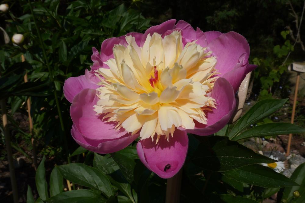 Photo of Peony (Paeonia lactiflora 'Bowl of Beauty') uploaded by D3LL