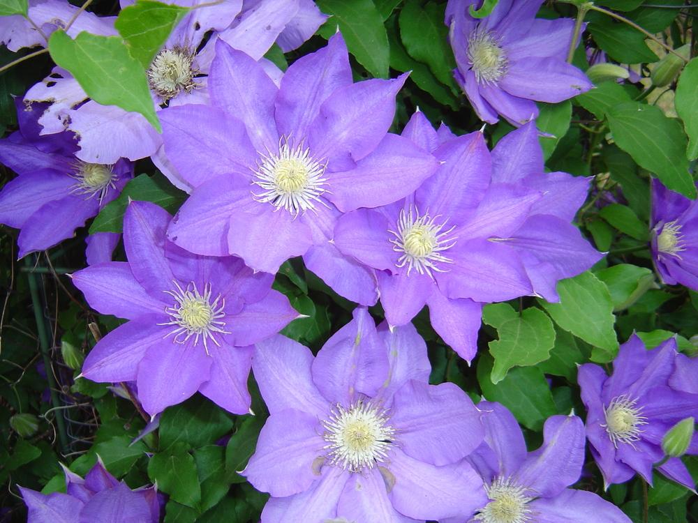 Photo of Clematis 'H.F. Young' uploaded by GardensJohn