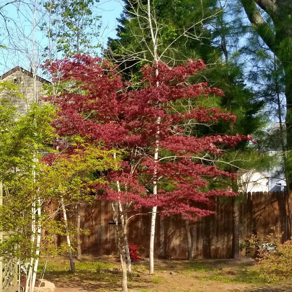 Photo of Japanese Maple (Acer palmatum var. amoenum 'Bloodgood') uploaded by GardensJohn