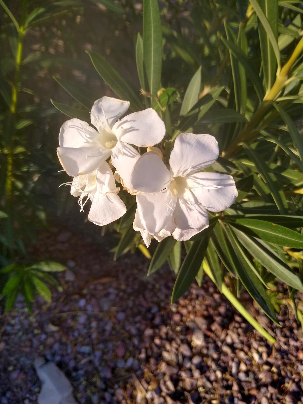 Photo of Oleanders (Nerium oleander) uploaded by Gerdener2493