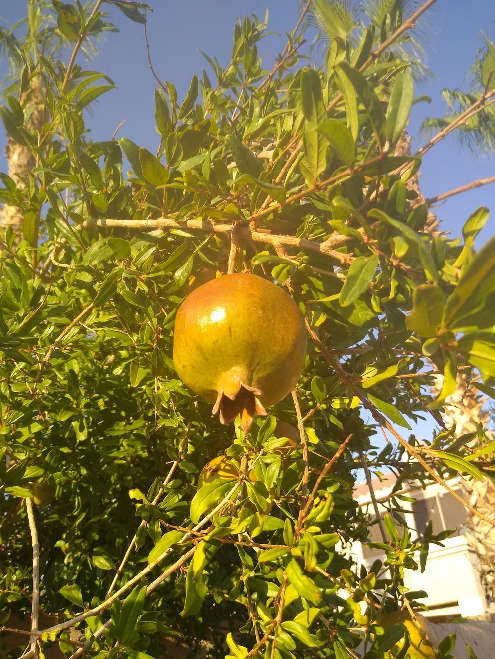 Photo of Pomegranates (Punica granatum) uploaded by Gerdener2493