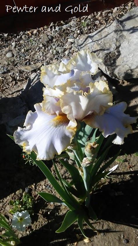 Photo of Tall Bearded Iris (Iris 'Pewter and Gold') uploaded by scary1785