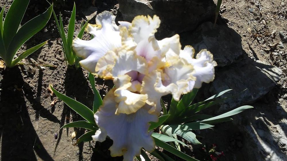 Photo of Tall Bearded Iris (Iris 'Pewter and Gold') uploaded by scary1785