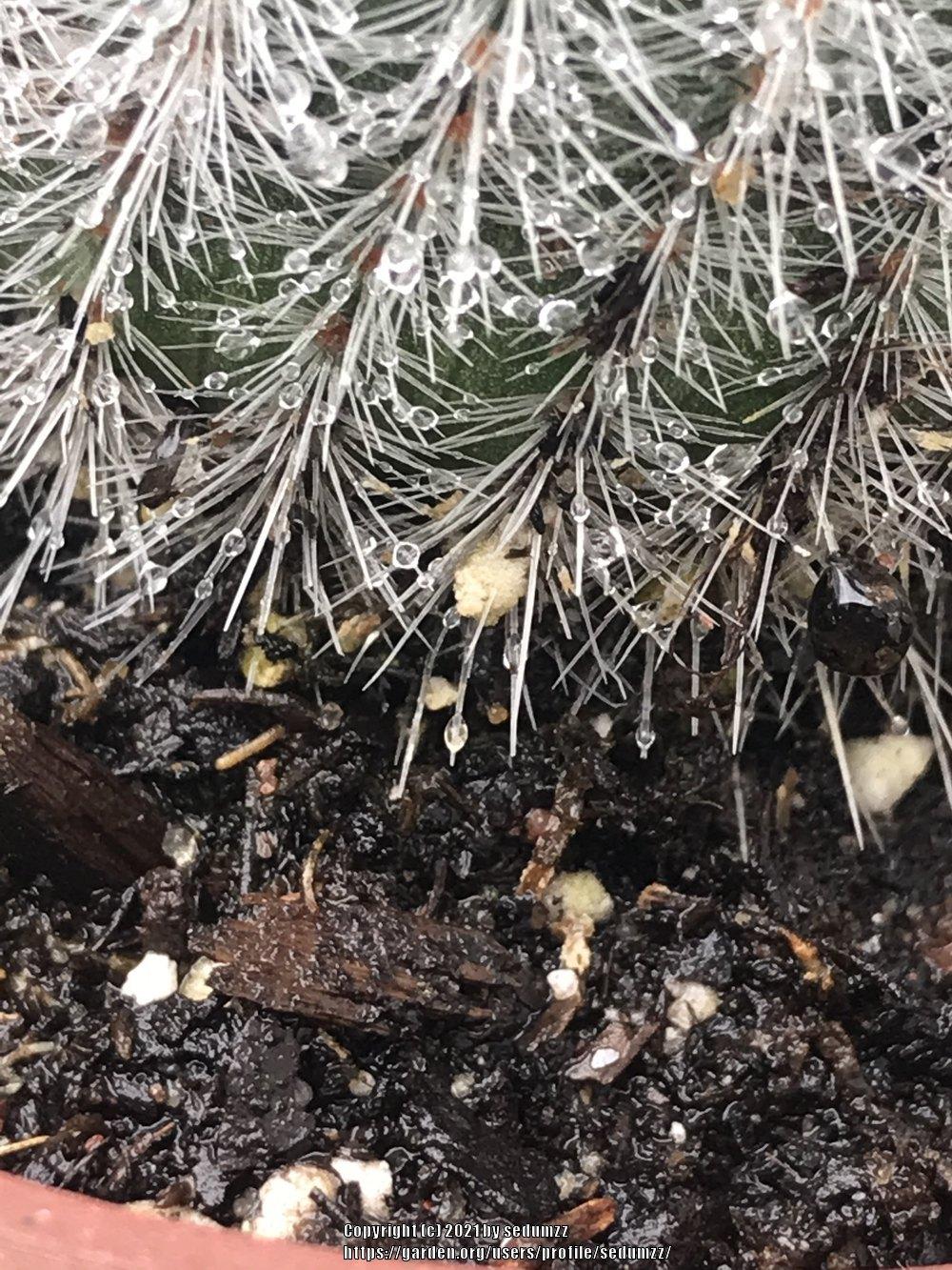 Photo of Silver Ball Cactus (Parodia scopa) uploaded by sedumzz
