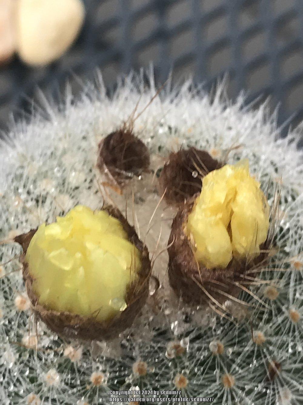 Photo of Silver Ball Cactus (Parodia scopa) uploaded by sedumzz