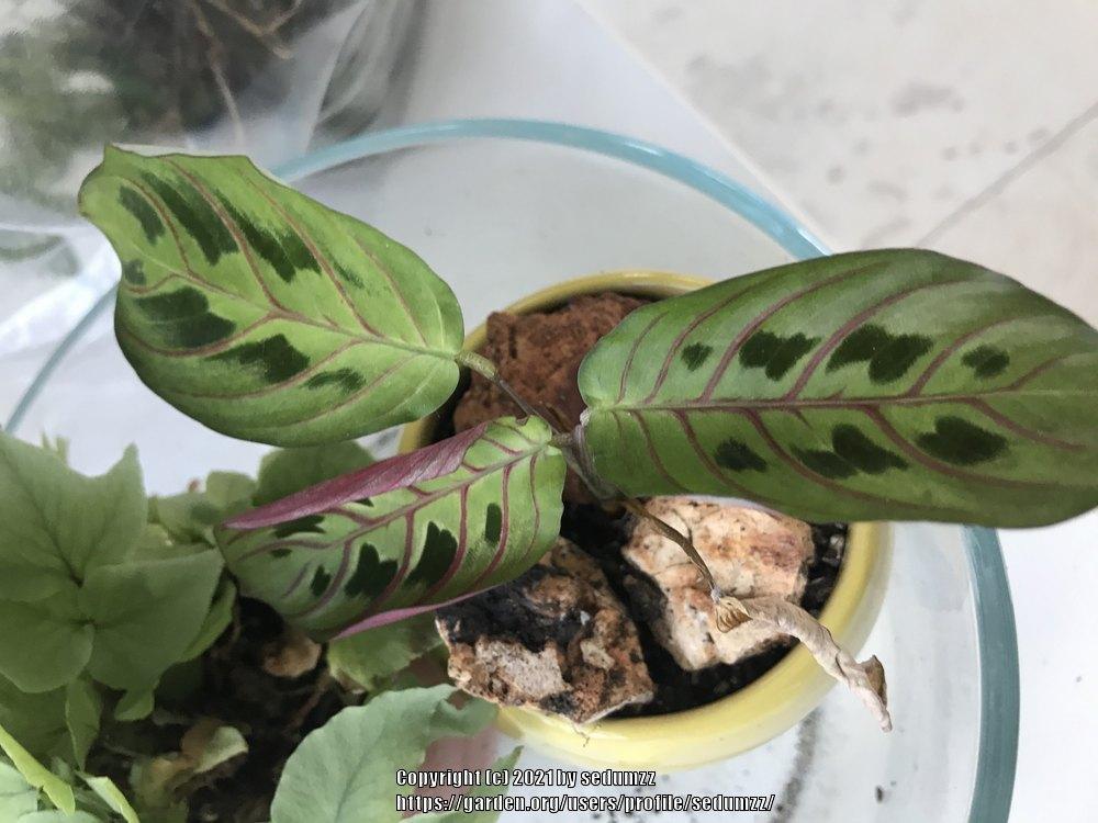 Photo of Prayer Plant (Maranta leuconeura 'Erythroneura') uploaded by sedumzz