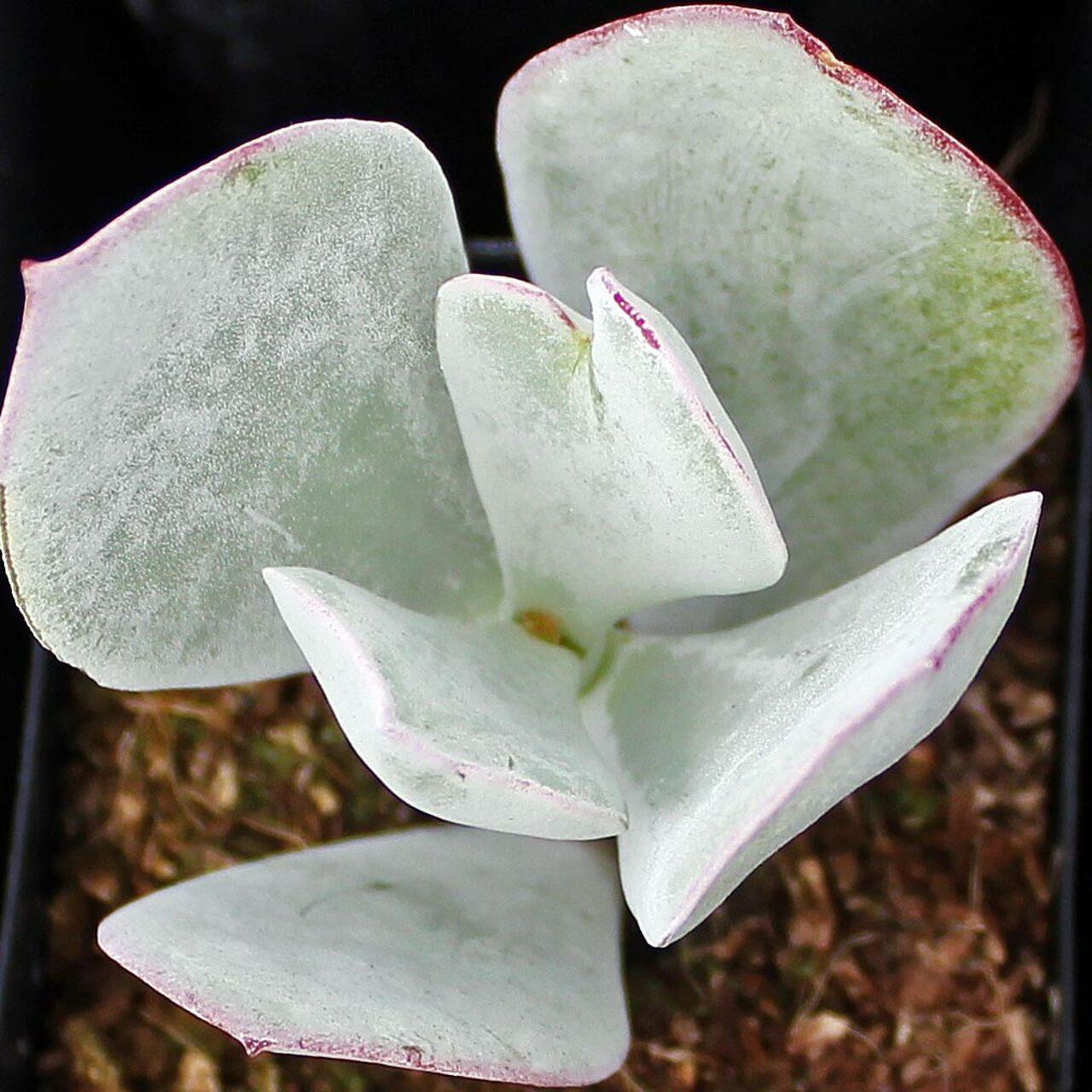 Photo of Round-Leafed Navel Wort (Cotyledon orbiculata) uploaded by Joy