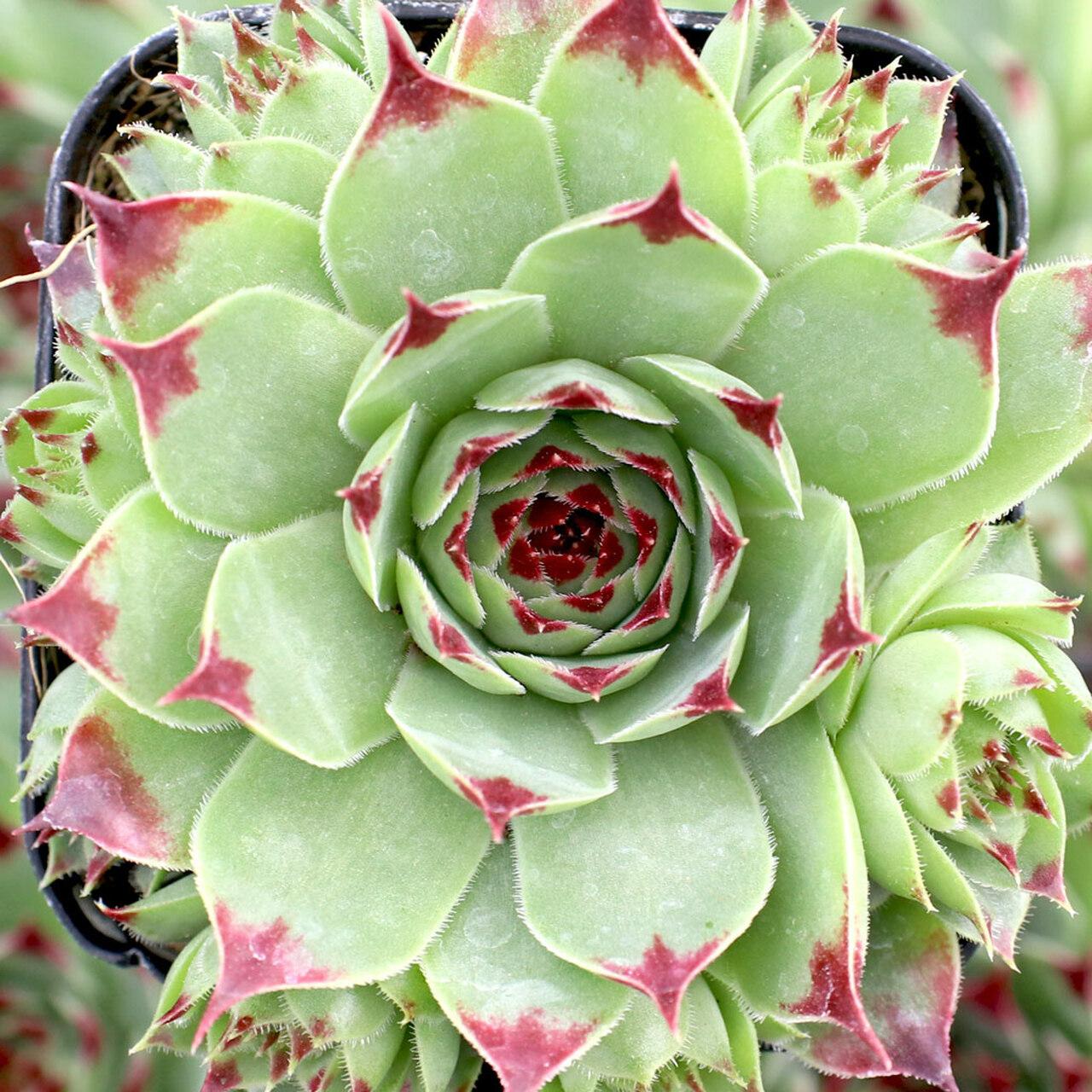 Photo of Hen and Chicks (Sempervivum calcareum 'Sir William Lawrence') uploaded by Joy