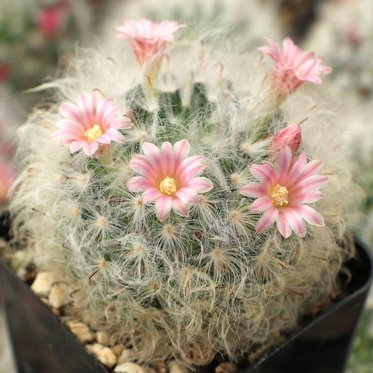 Photo of Powderpuff Cactus (Mammillaria bocasana) uploaded by Joy