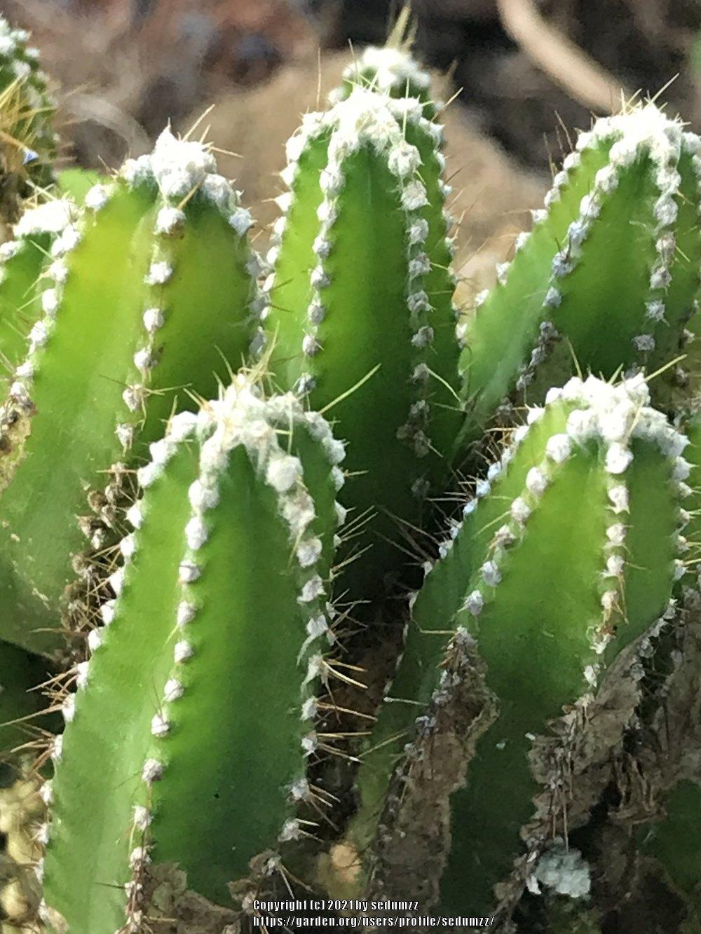 Photo of Monstrose Triangle Cactus (Acanthocereus tetragonus 'Fairy Castle') uploaded by sedumzz