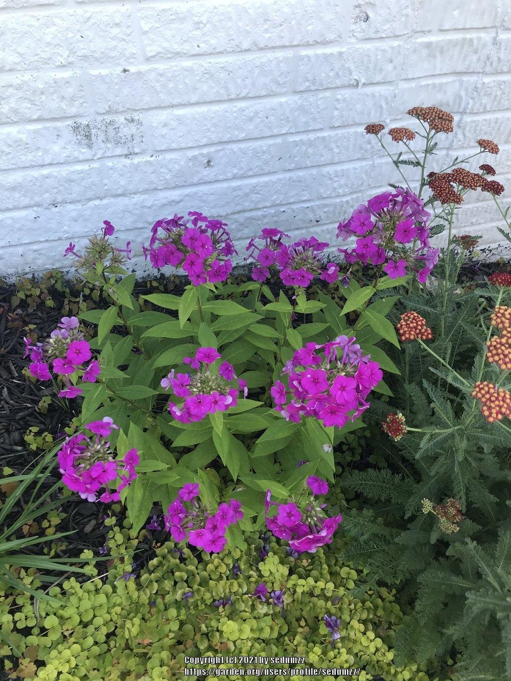 Photo of Garden Phlox (Phlox paniculata Flame™ Purple) uploaded by sedumzz