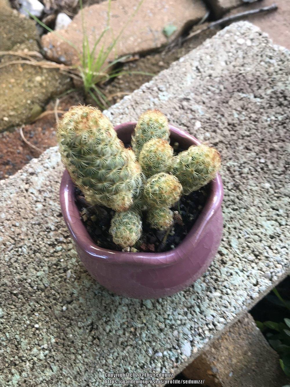 Photo of Ladyfinger Cactus (Mammillaria elongata) uploaded by sedumzz