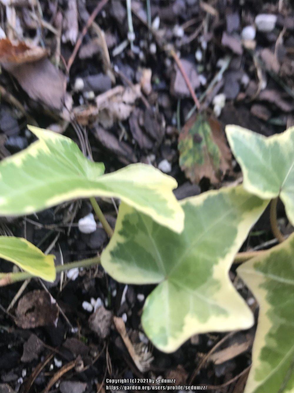 Photo of English Ivy (Hedera helix 'Gold Child') uploaded by sedumzz