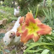 With photobombing chicken