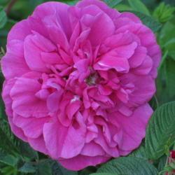Location: charlottetown, pei, canada
Date: 2016-06-21
rosa-HANSA,a very hardy, fragrant ,large flowered rugosa rose.