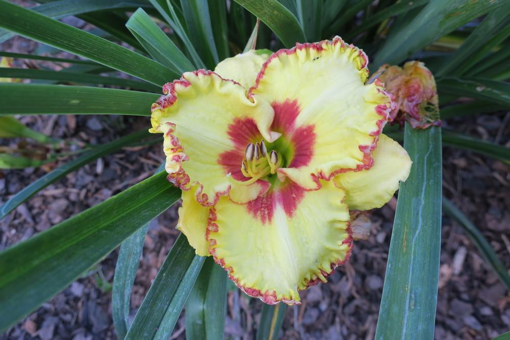 Photo of Daylily (Hemerocallis 'Magic Attraction') uploaded by 2Dogsmother