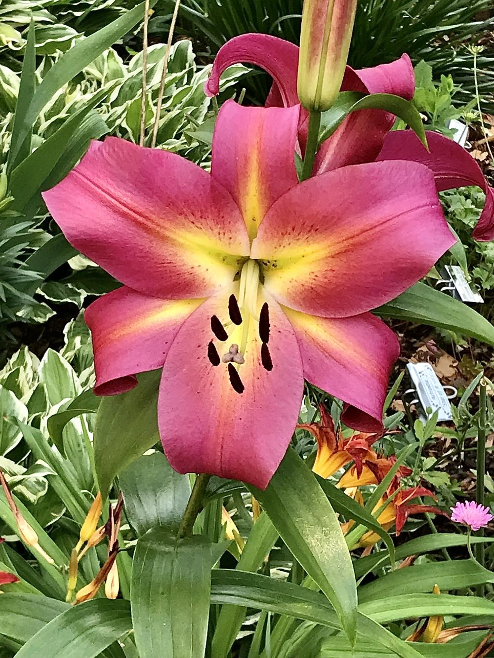 Photo of Lily (Lilium 'Satisfaction') uploaded by BeautifulRoots