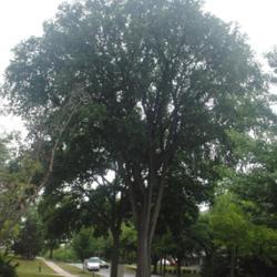 Location: Hinsdale, Illinois
Date: 2021-06-23
surviving old tree