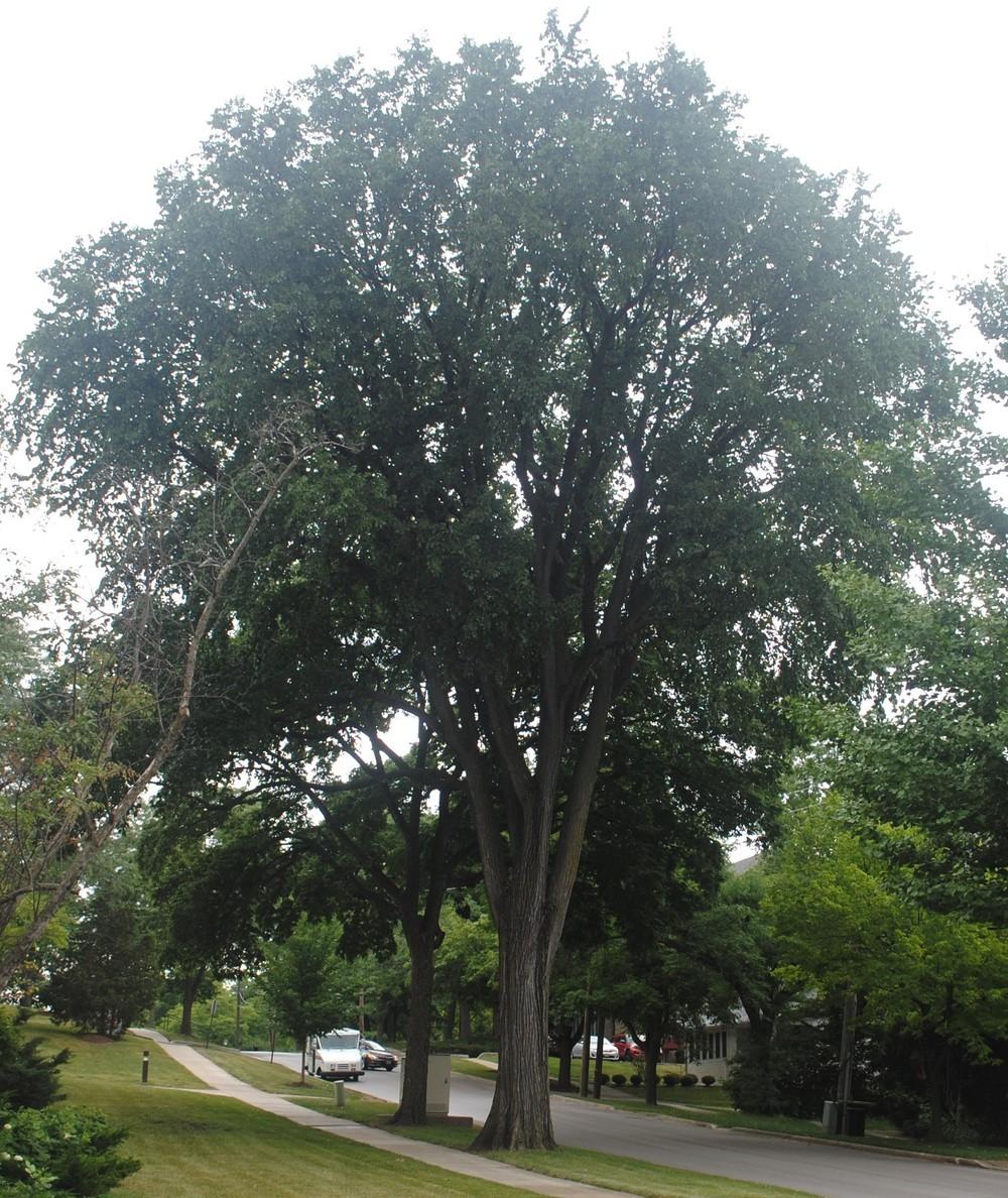 Photo of American Elm (Ulmus americana) uploaded by ILPARW