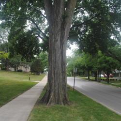 Location: Hinsdale, Illinois
Date: 2021-06-23
trunk of a surviving old tree