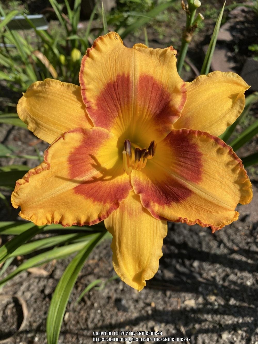 Photo of Daylily (Hemerocallis 'All Fired Up') uploaded by SNJDebbie24