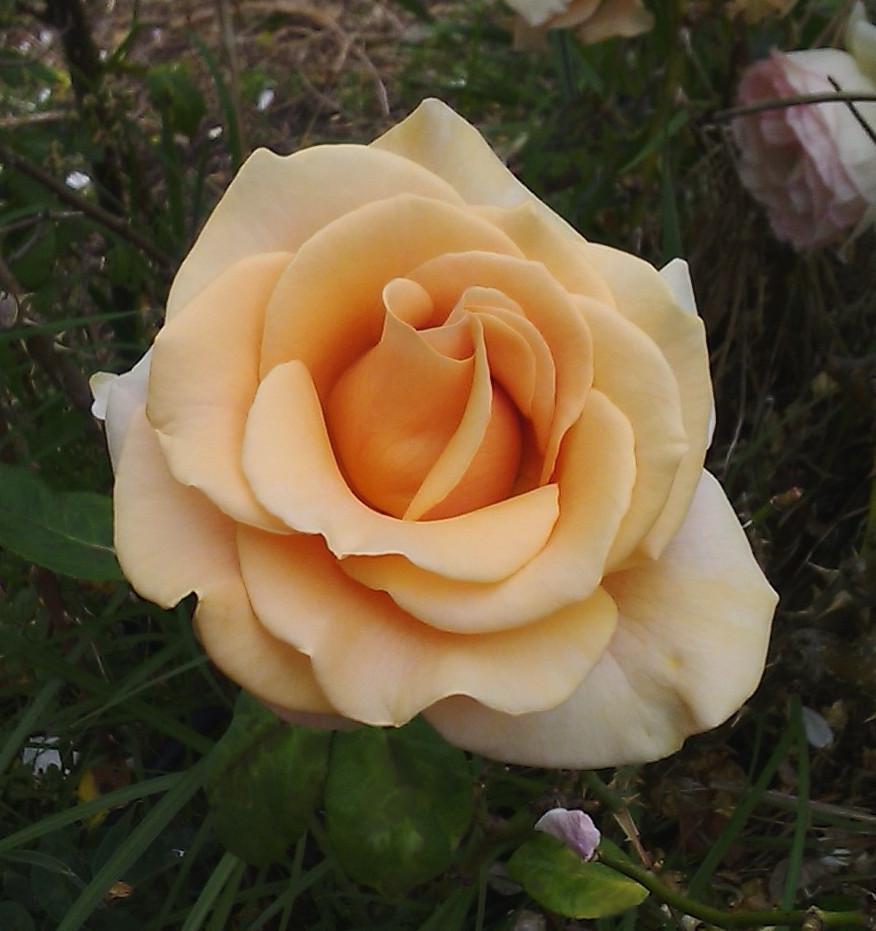 Photo of Rose (Rosa 'Marilyn Monroe') uploaded by manueldalmeida
