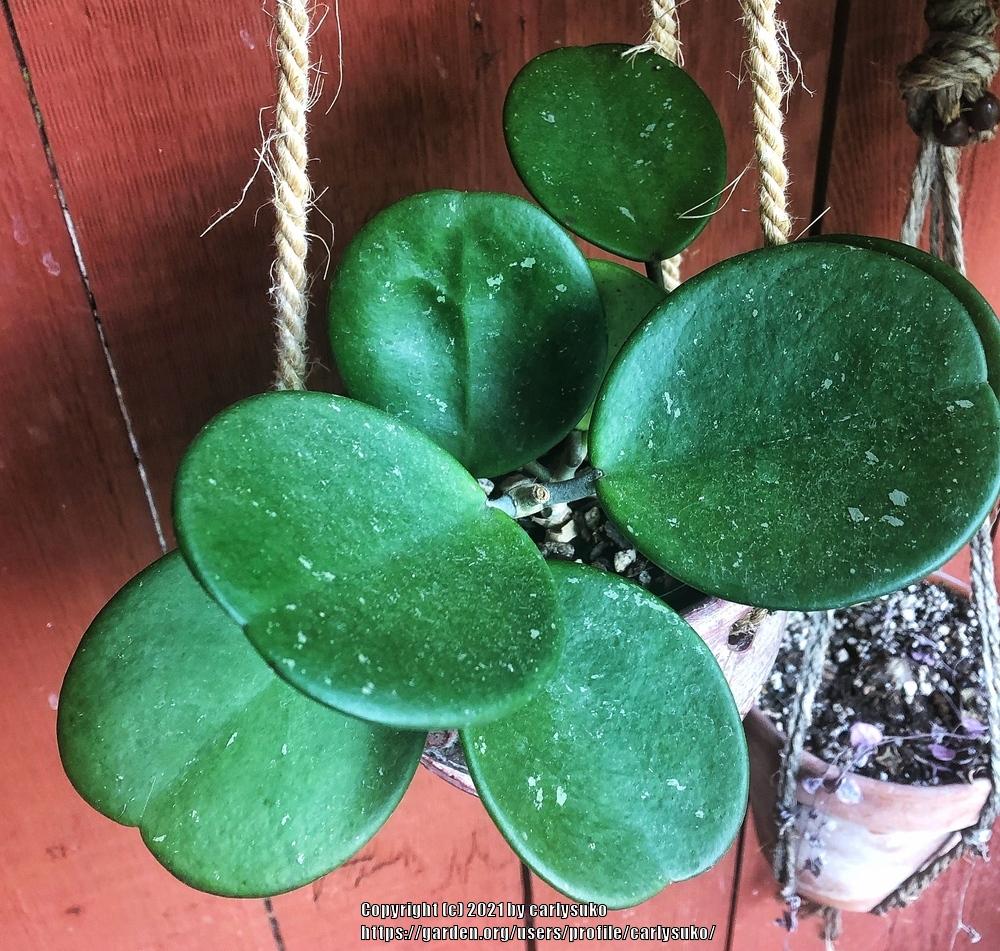 Photo of Wax Plant (Hoya obovata) uploaded by carlysuko