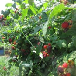 Location: Toronto, Ontario
Date: 2021-07-05
Black Raspberry (Rubus occidentalis).