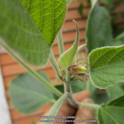 Location: All pictures taken in/on my gardens/greenhouse/property
Date: 2021-07-05
Flower buds!