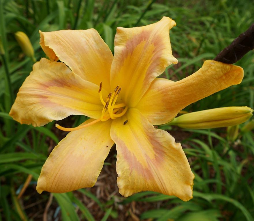 Photo of Daylily (Hemerocallis 'Country French') uploaded by Dennis616