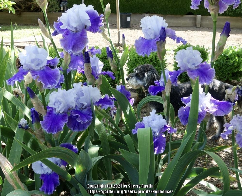 Photo of Tall Bearded Iris (Iris 'Under the Boardwalk') uploaded by Henhouse