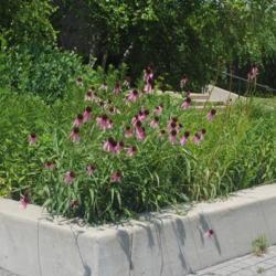 Location: Glen Ellyn, Illinois
Date: 2021-06-23
blooming in a raised bed of native forbs