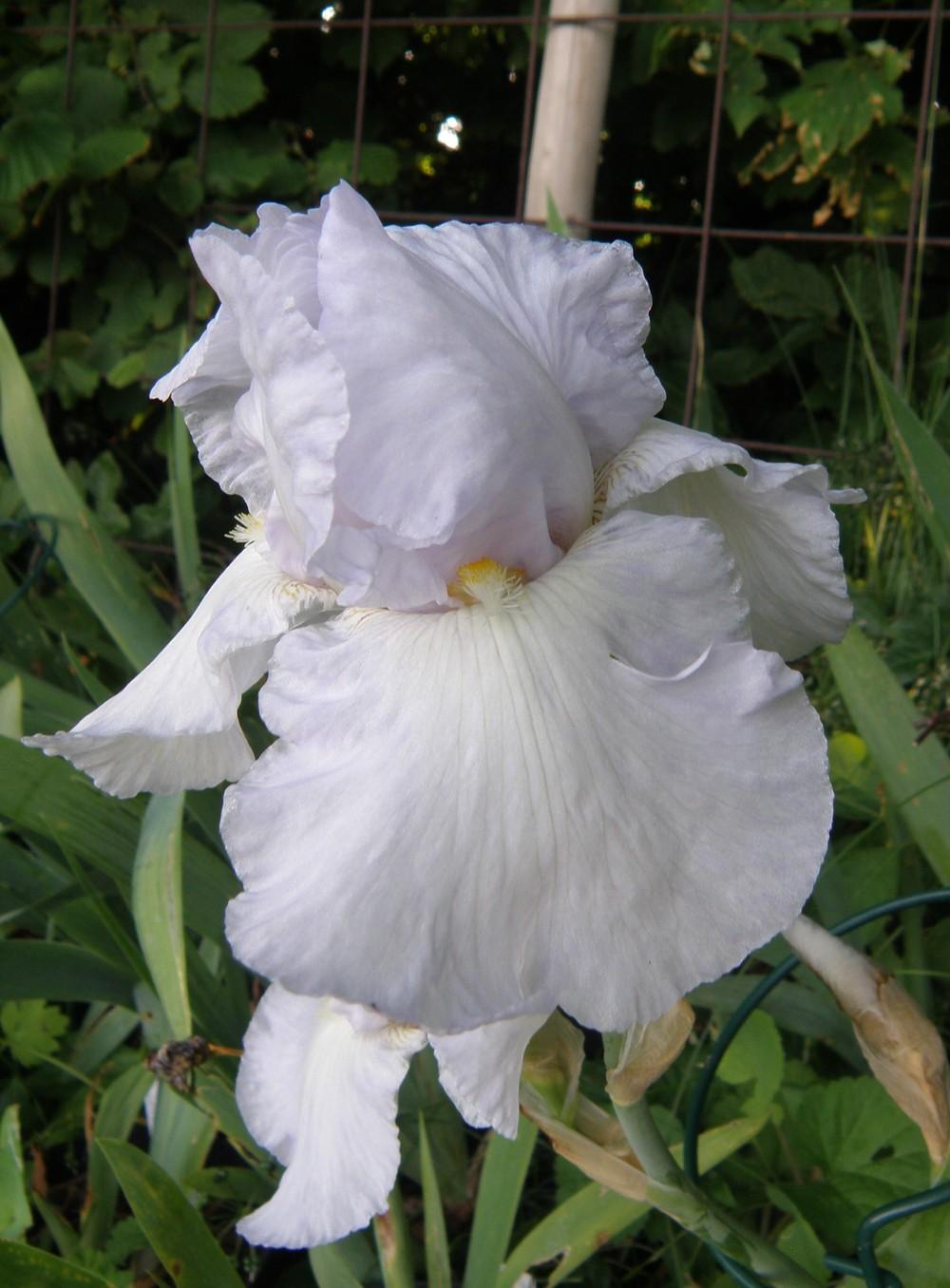 Photo of Tall Bearded Iris (Iris 'Ice Sculpture') uploaded by IrisLilli