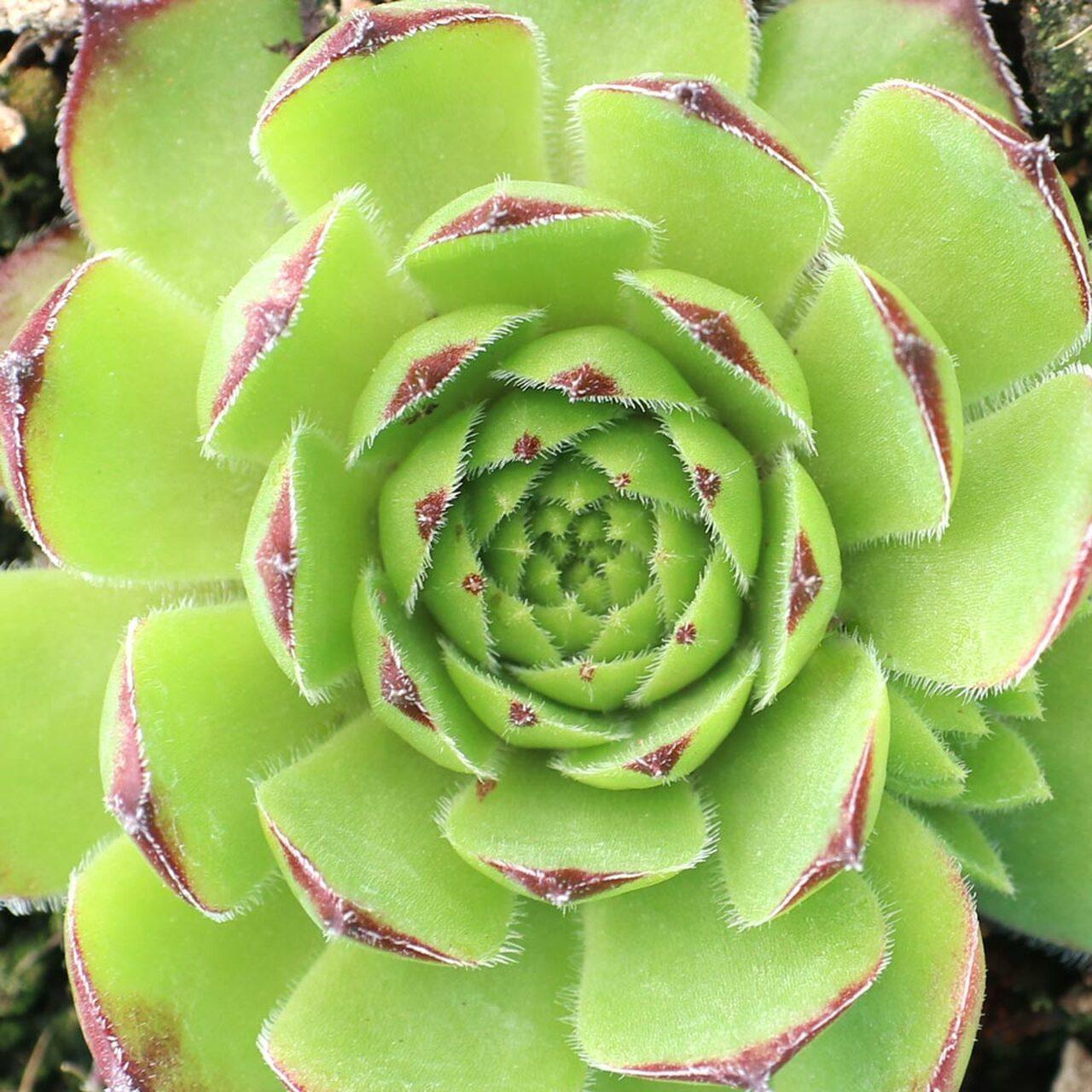Photo of Hen and Chicks (Sempervivum 'Lime Frost') uploaded by Joy