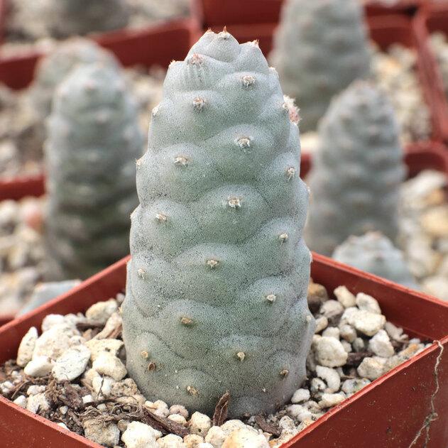 Photo of Papery Spine Cactus (Tephrocactus articulatus) uploaded by Joy
