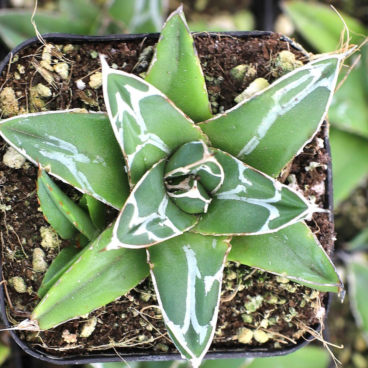 Photo of Queen Victoria Agave (Agave victoriae-reginae) uploaded by Joy