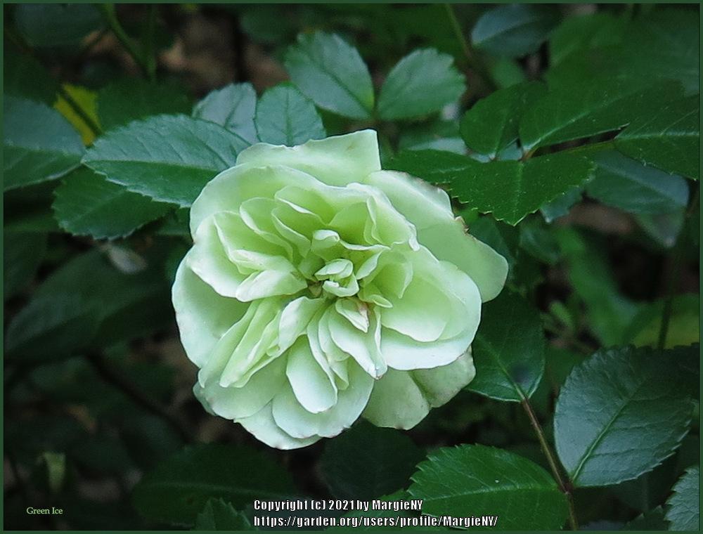 Photo of Rose (Rosa 'Green Ice') uploaded by MargieNY