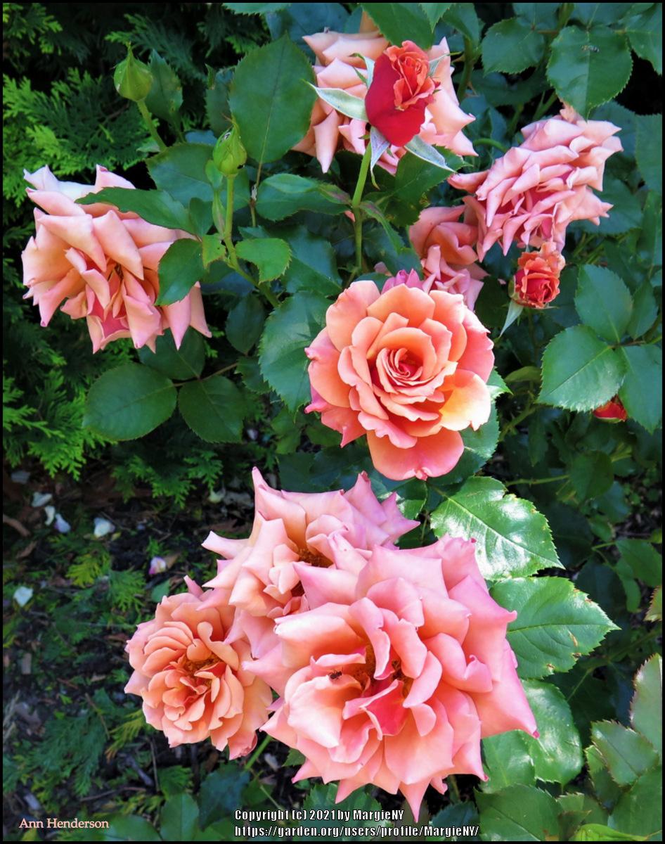 Photo of Rose (Rosa 'Ann Henderson') uploaded by MargieNY