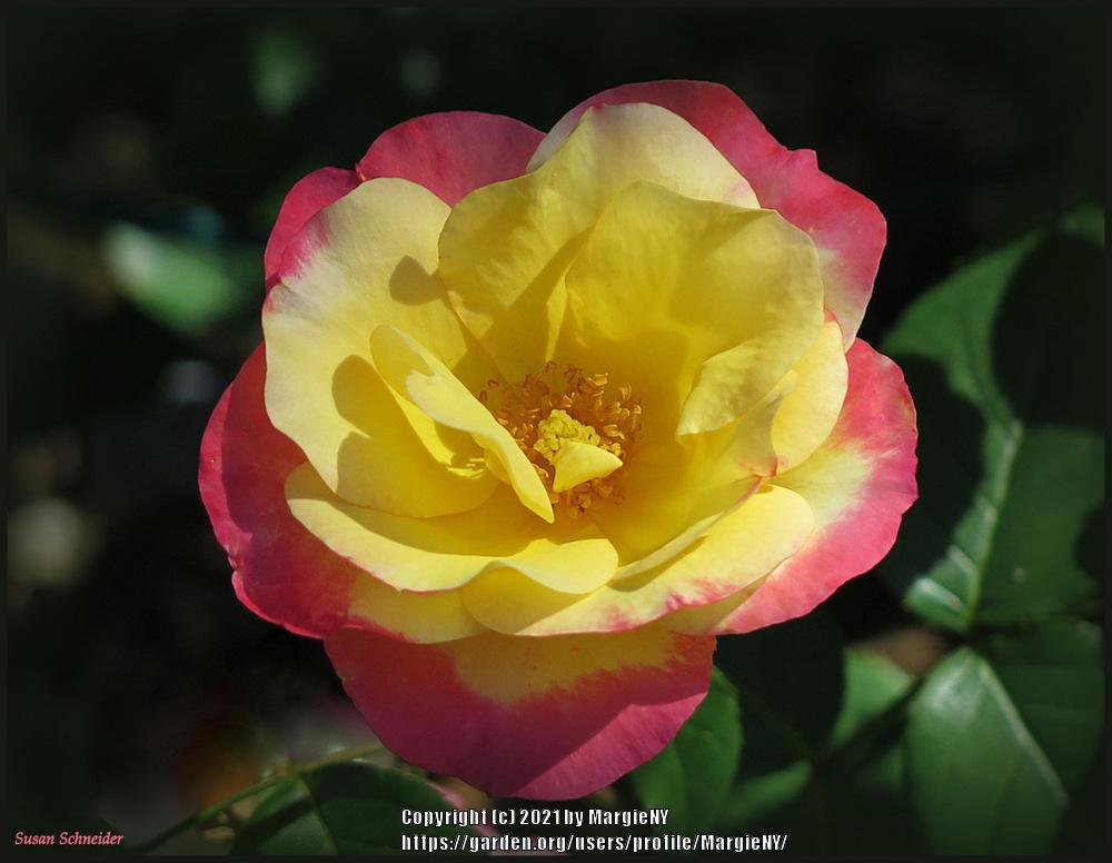 Photo of Shrub Rose (Rosa 'Susan Schneider') uploaded by MargieNY