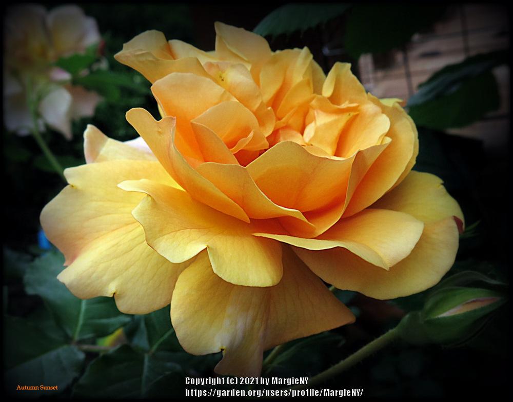 Photo of Rose (Rosa 'Autumn Sunset') uploaded by MargieNY
