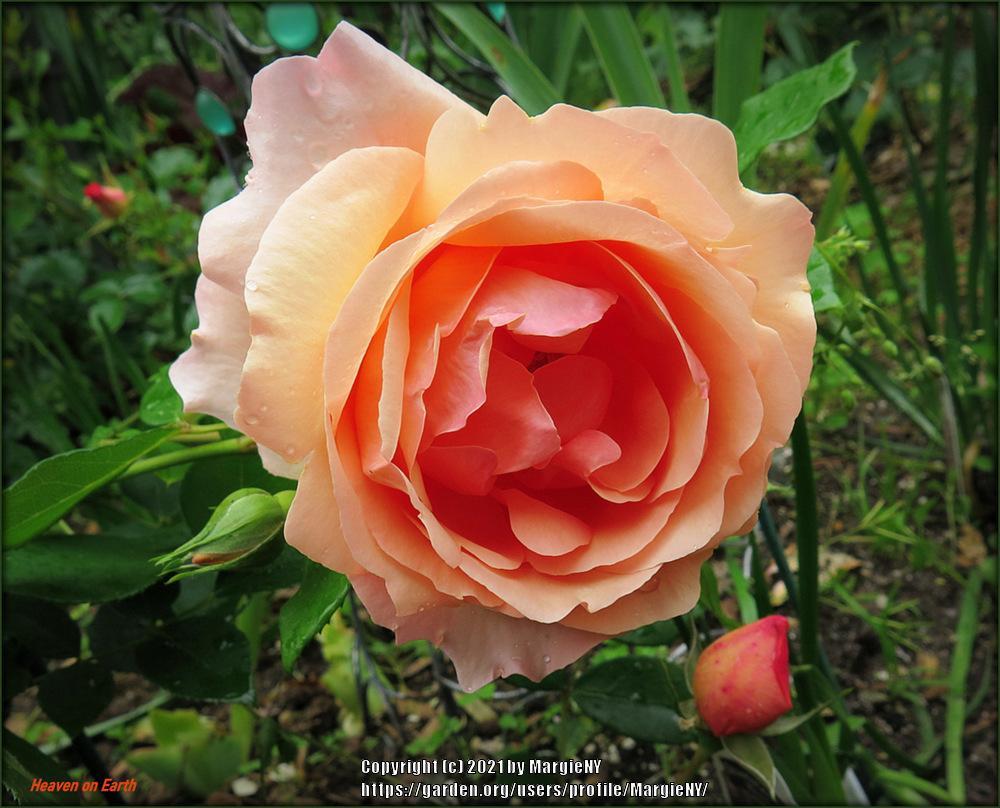 Photo of Rose (Rosa 'Heaven on Earth') uploaded by MargieNY