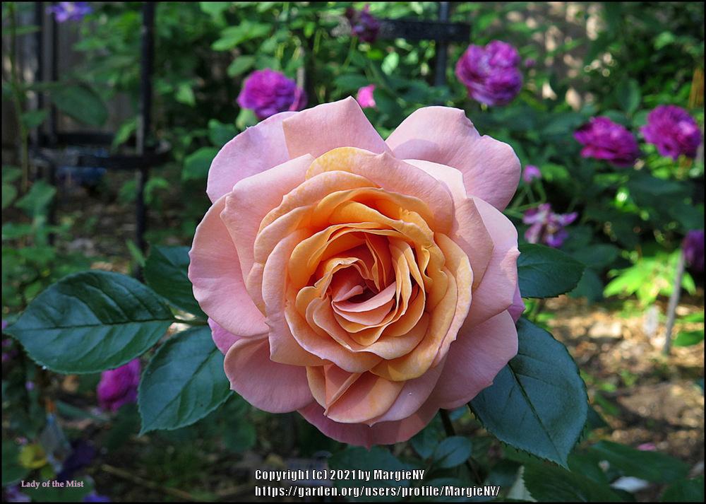 Photo of Rose (Rosa 'Lady of the Mist') uploaded by MargieNY