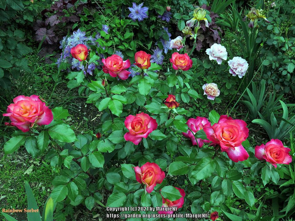 Photo of Rose (Rosa 'Rainbow Sorbet') uploaded by MargieNY