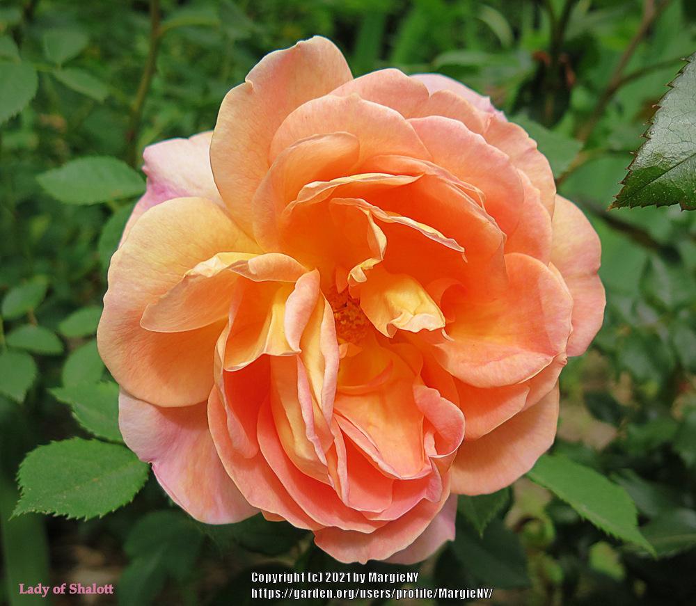 Photo of English Shrub Rose (Rosa 'Lady of Shalott') uploaded by MargieNY