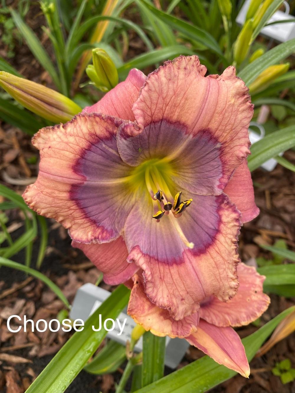 Photo of Daylily (Hemerocallis 'Choose Joy') uploaded by StlDaylilyGuy
