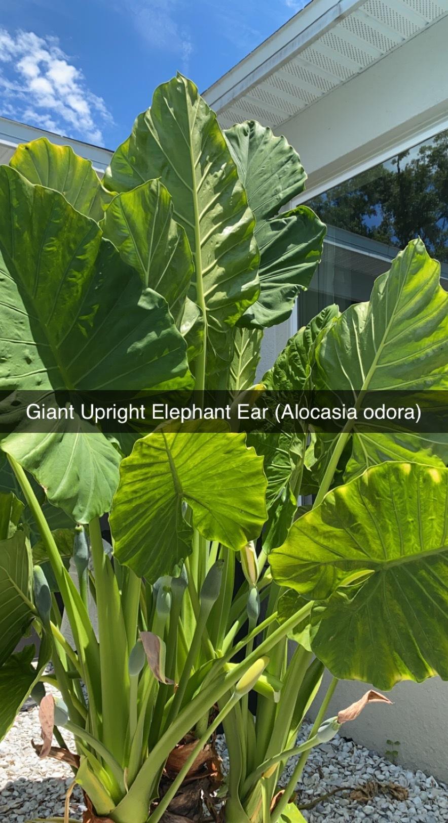 Photo of Upright Elephant Ear (Alocasia odora) uploaded by czessin1