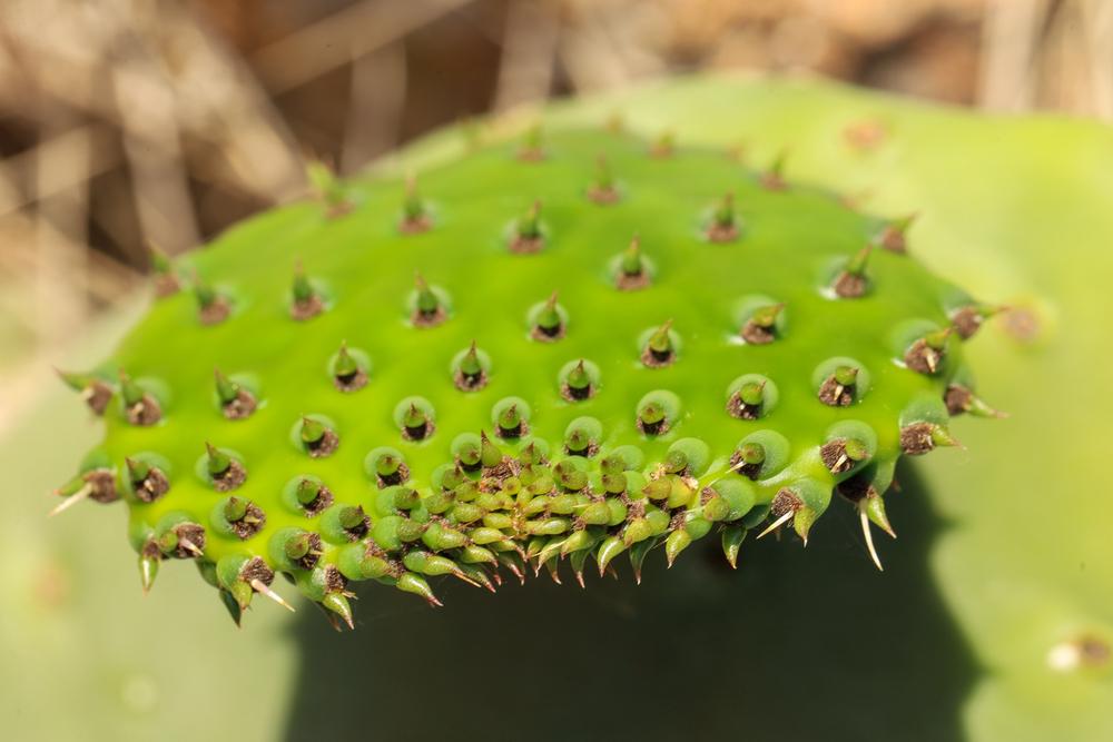 Photo of Indian Fig (Opuntia ficus-indica) uploaded by Baja_Costero