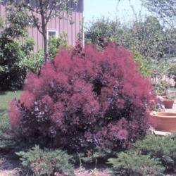Location: Addison, Illinois
Date: June-July of the 1980's
young specimen in a huge nursery