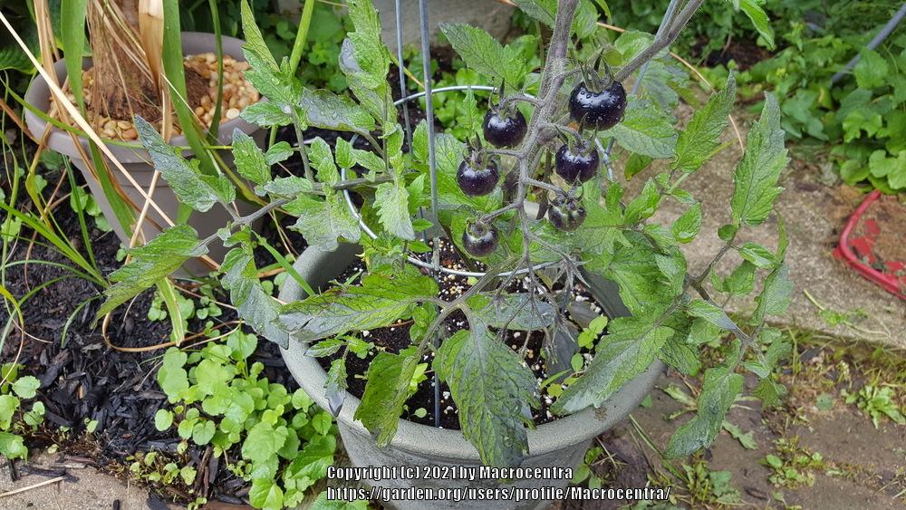 Photo of Tomato (Solanum lycopersicum 'Midnight Snack') uploaded by Macrocentra