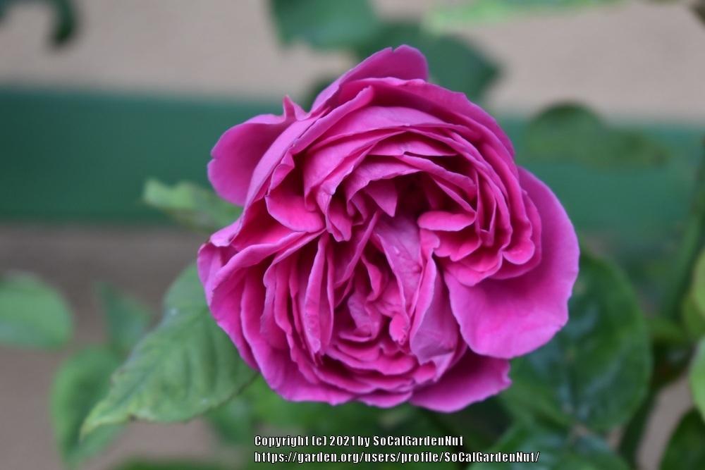 Photo of Rose (Rosa 'Madame Isaac Pereire') uploaded by SoCalGardenNut